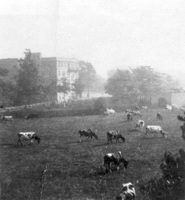 Cows grazing in Fenway Area. View taken from Longwood House, ca. 1920